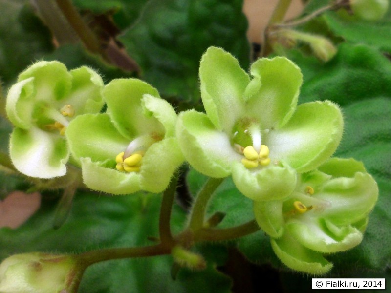 Фиалка Emerald Фото